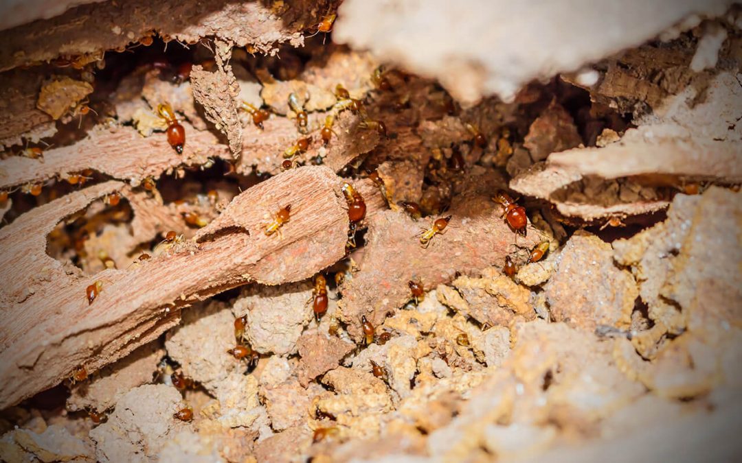 Signs of Termites in the home