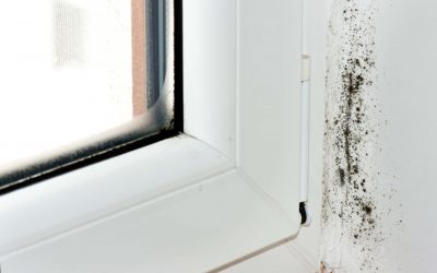 Prevent Mold Growth in Your Home